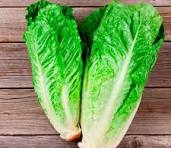 Lechuga costina